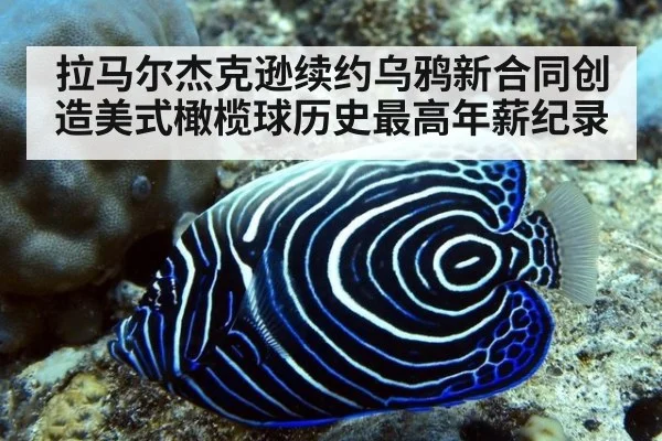 拉马尔杰克逊续约乌鸦新合同创造美式橄榄球历史最高年薪纪录